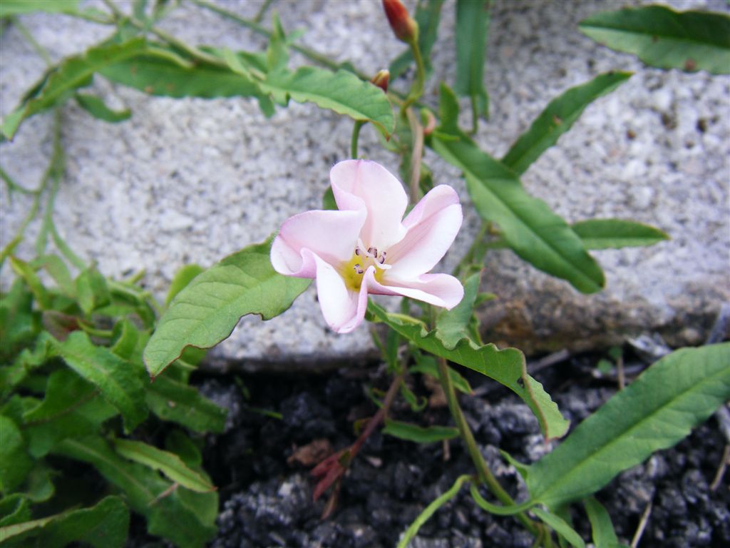 Convolvulus arvensis